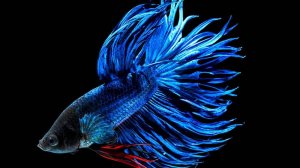 Рыбка ПЕТУШОК Производители Содержание Разведение Часть 3