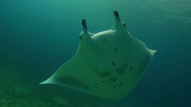 Snorkeling with the Giants: A Dive into the World of Reef Manta Rays смотреть онлайн