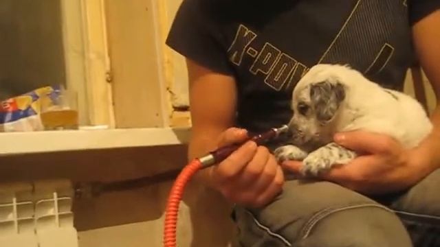 Щенок затягивает кальян смотреть онлайн