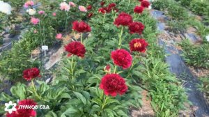 Old faithful peony. Олд фейтфул пион. Пулков сад