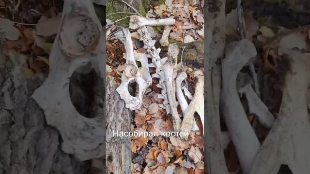 Кости лося на суп. Bones for soup смотреть онлайн