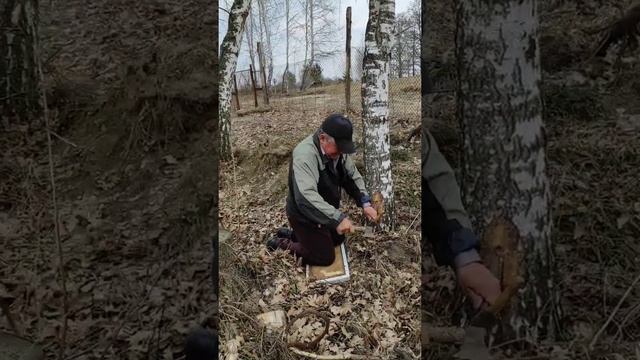 Собираем первый березовый сок на своем участке. Как правильно ставить березовый сок. смотреть онлайн