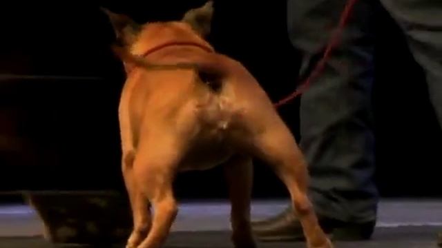 Lobeline Communications: Cesar Millan PackPower Tour B Roll - Celebrity Public Relations Company смотреть онлайн