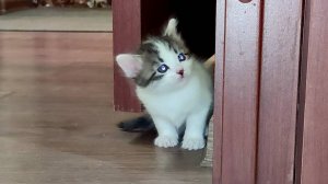 Мама-кошка зовет своих котят. Милые котята. Котята мяукают.