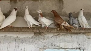 #БОЙНЫЕ ГОЛУБИ. Первая тренировка молодых бакинских бойных голубей 03.05.2021г.