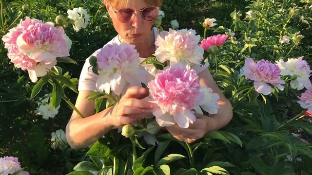 Raspberry Sundae peony. Распберри Сандей пион. Пулков сад смотреть онлайн