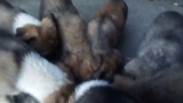 Теплая каша на ужин. смотреть онлайн