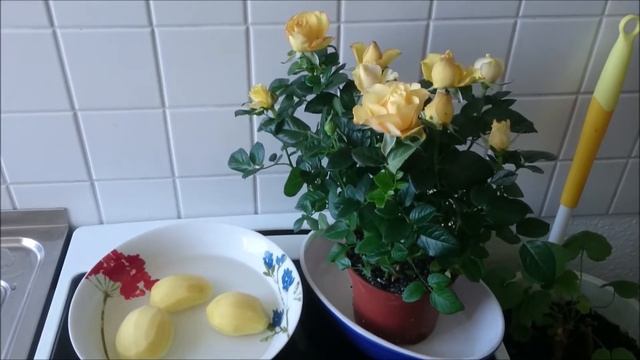 Кулинарно-развлекательная кухня смотреть онлайн