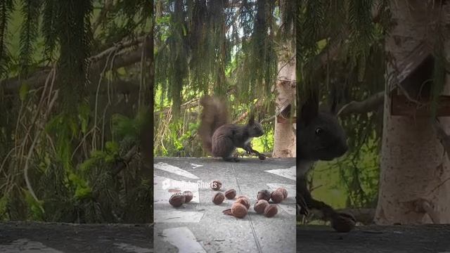 Продается загородный дом с белками в Сербии