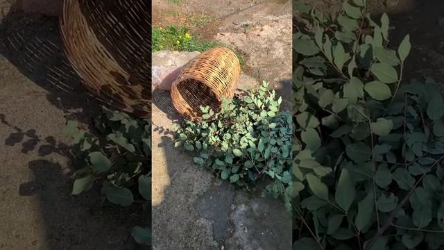 Карантин на Крите,проводим дни интересно! смотреть онлайн