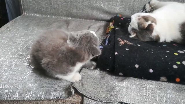 Мышка - террористка смотреть онлайн