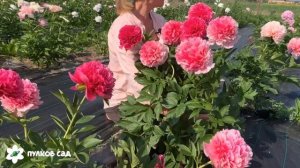 Mary Jo Legare peony. Мари Джо Легар пион