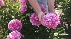 Варенька пион.  Пулков сад (2022 г)