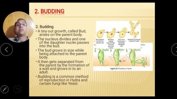 How do Organism reproduce X ch 08 part 01 I Asexual , vegetative reproduction & Tissue culture