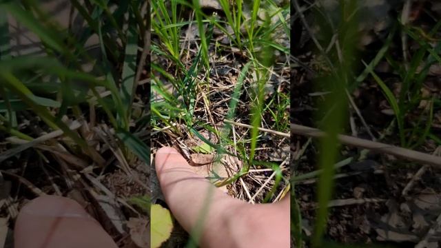 Как выманить редкого паука Atypus muralis смотреть онлайн