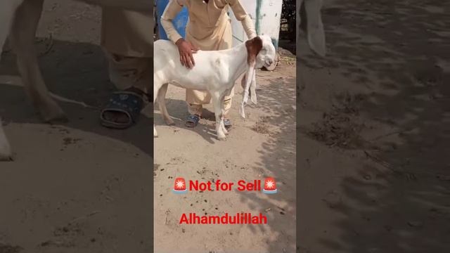 Longest Ear #longe #goatlovers #kinggoat #goat #goatfarming #gujarat #mumbai смотреть онлайн