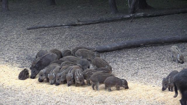 Охота на кабана с арбалетом смотреть онлайн