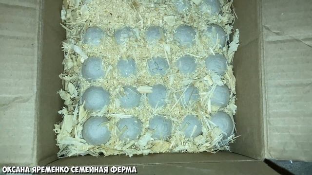 ИНКУБАЦИЯ ПЕРЕПЕЛИНОГО ЯЙЦА / Таблица / Мой помощник грузовик смотреть онлайн