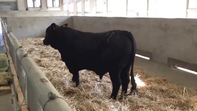 進口布拉安格斯種公牛 смотреть онлайн