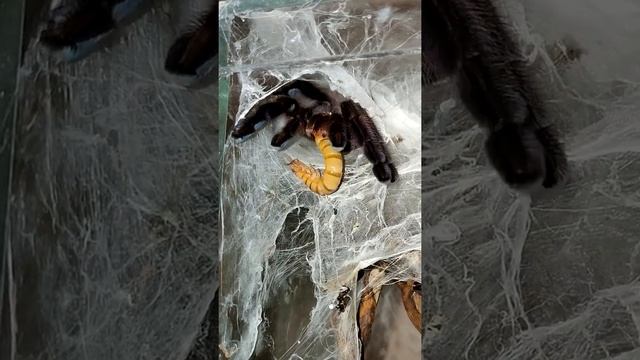 Death metal Caribena versicolor смотреть онлайн