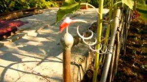 ЭЛЕКТРОГРЯДКА.wmv