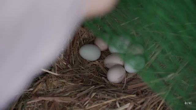 여름채소와 함께 자급자족 일상 🌽🍅🍆 그 시절 향수병 일으키는 여름 영상 ☔️ 폭우 장마는 덤 смотреть онлайн