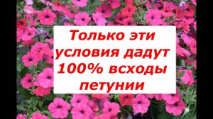 Самые важные условия посева петунии в грунт для 100% всходов.