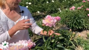 Show girl. Шоу гёрл пион. Пулков сад