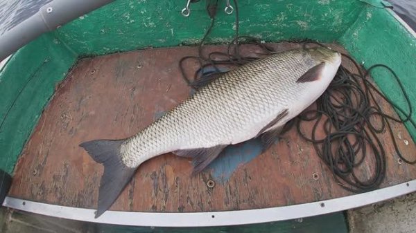 29 июля 2024 Рыбалка Вуокса Жерех