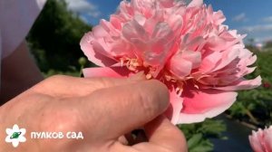 Etched Salmon peony. Этчед Салмон пион. Пулков сад
