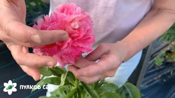Rose heart peony. Роуз харт пион. Пулков сад