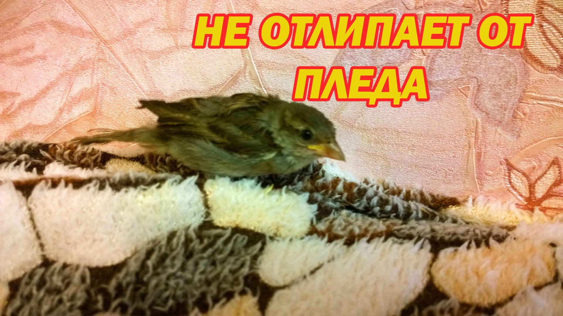 Птенец воробья не отлипает от пледа, вновь летит к нему!))) смотреть онлайн