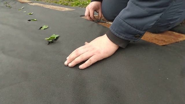 "НЕТ!" сорнякам в клубнике! Как сделать, чтобы не было сорняков в междурядьях клубники.Самоизоляция. смотреть онлайн