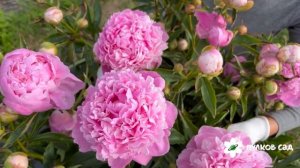 Зорька пион. Пулков сад