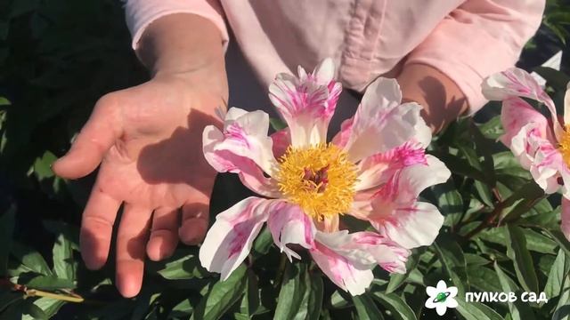 Raspberry splash peony Распберри сплэш пион. Пулков сад (2022 г) смотреть онлайн