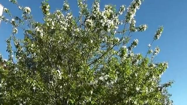 Яблони в цвету