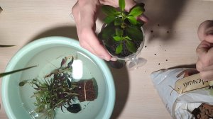 Сожаю аквариумные растения в горшочки в питательный грунт Soil