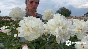 Mary E. Nicholls peony. Мэри Е. Николс пион. Пулков сад