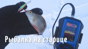Новая зимняя рыбалка на старице. Ищем крупного окуня. Рыбалка 2025