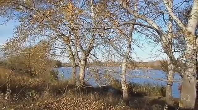 НА ПРИРОДЕ. НОЯБРЬ. ЗОЛОТАЯ ОСЕНЬ смотреть онлайн