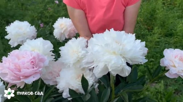 Пион Юбилейный ГБС. Пулков сад