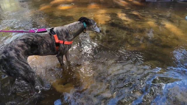 Greyhounds on a SUP! смотреть онлайн