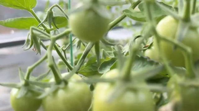 Семена томатов 2025г для любых кулинарных изысков! Просто и наглядно #нравится#семенатоматов смотреть онлайн