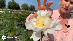 Honey gold peony. Хани Голд пион