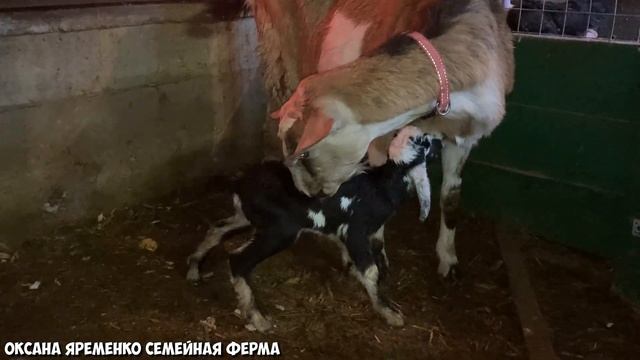 Долгожданный окот и опять промах! / КОЗЛЫ / МАМА не кормит Детей смотреть онлайн