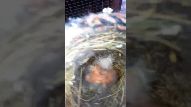 Гибрид снегиря и канарейки смотреть онлайн