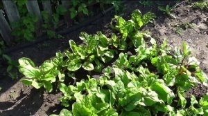 Выращивание мангольда