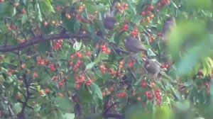 Скворцы объедают черешню. Черешню атакуют скворцы