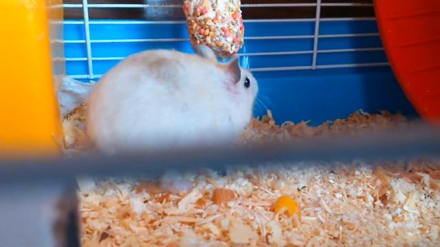 Пуся кушает орешек. ❤ Hamster смотреть онлайн