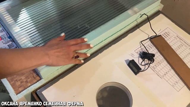 ИНКУБАЦИЯ ЯИЦ ЮЖНОАФРИКАНСКОГО СТРАУСА / РЕЖИМ ИНКУБАЦИИ / ЗАКЛАДКА смотреть онлайн